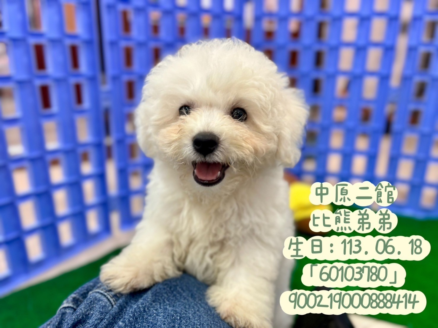 中圓寵物家族／比熊犬
