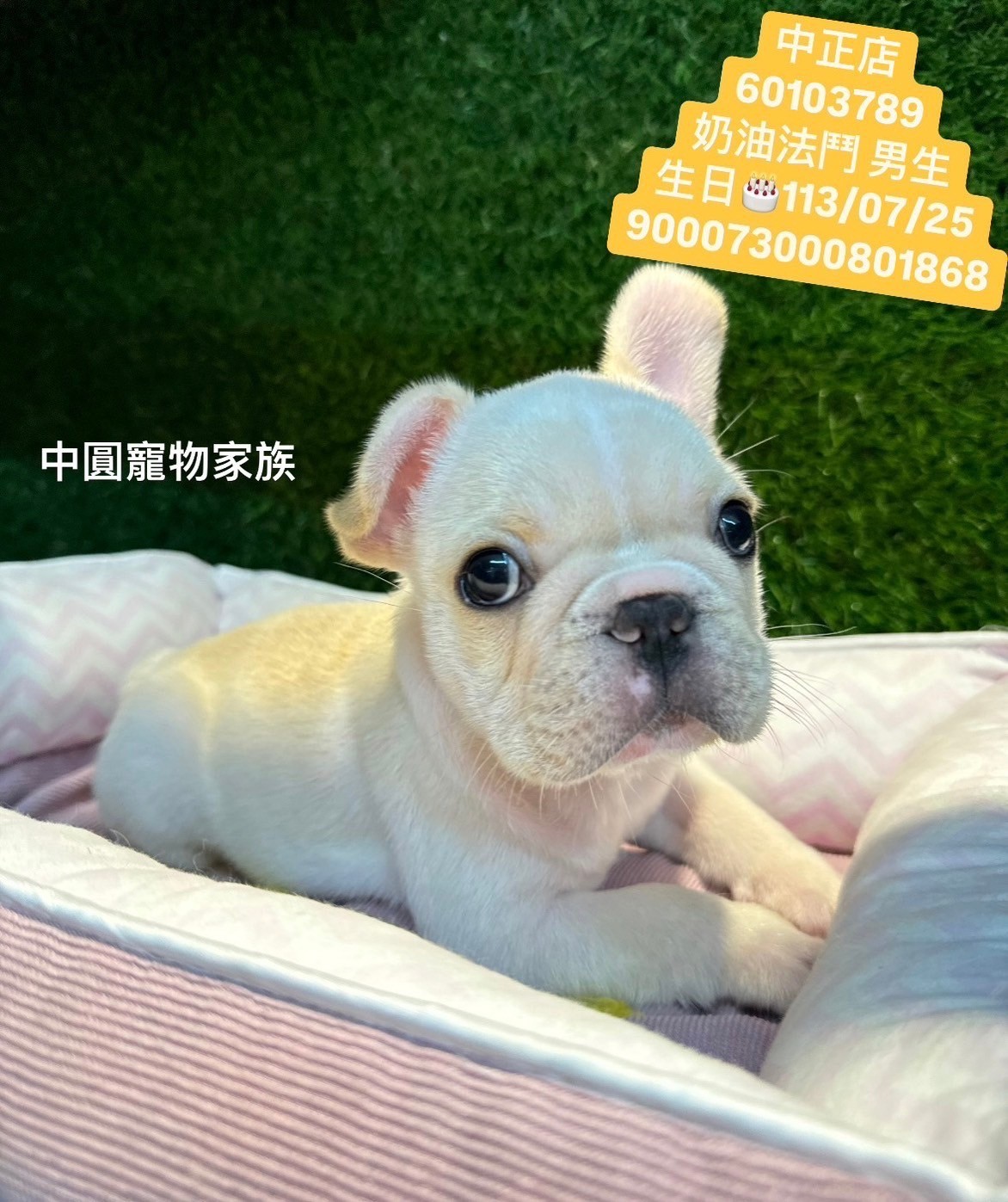 中圓寵物家族／奶油色法國鬥牛犬