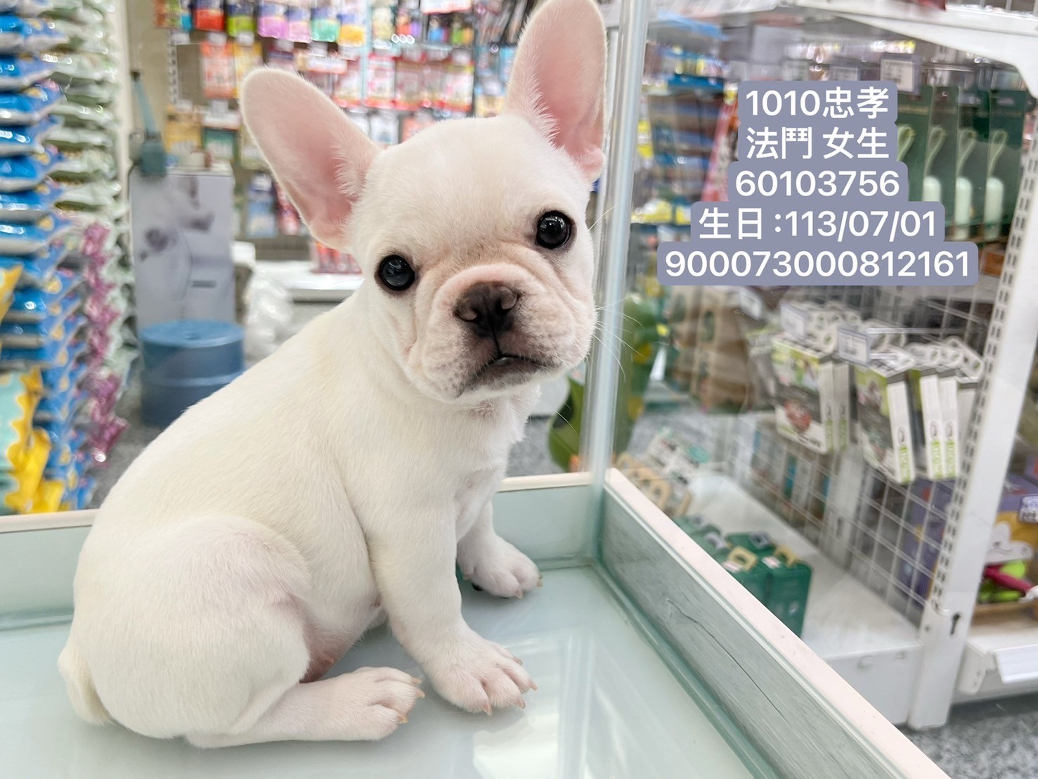 中圓寵物家族／法國鬥牛犬