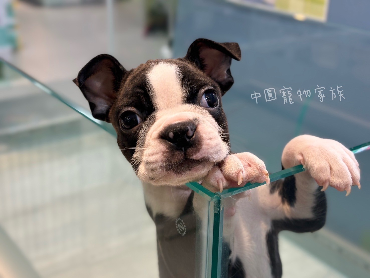 中圓寵物家族／黑白色波士頓梗