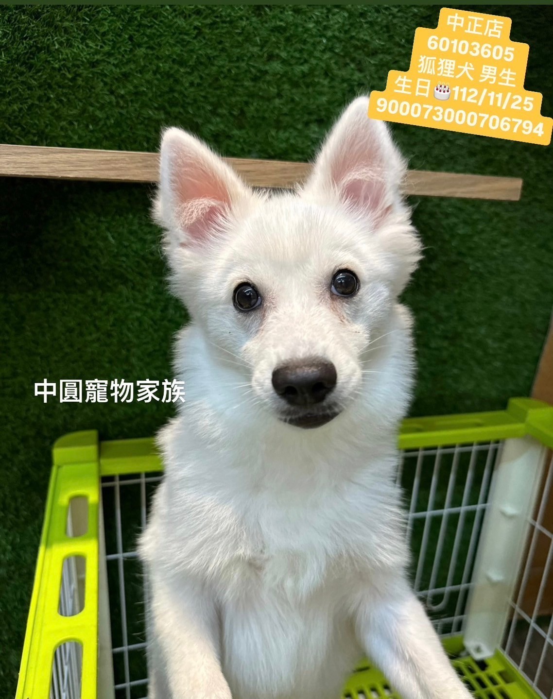 中圓寵物家族／白色狐狸犬