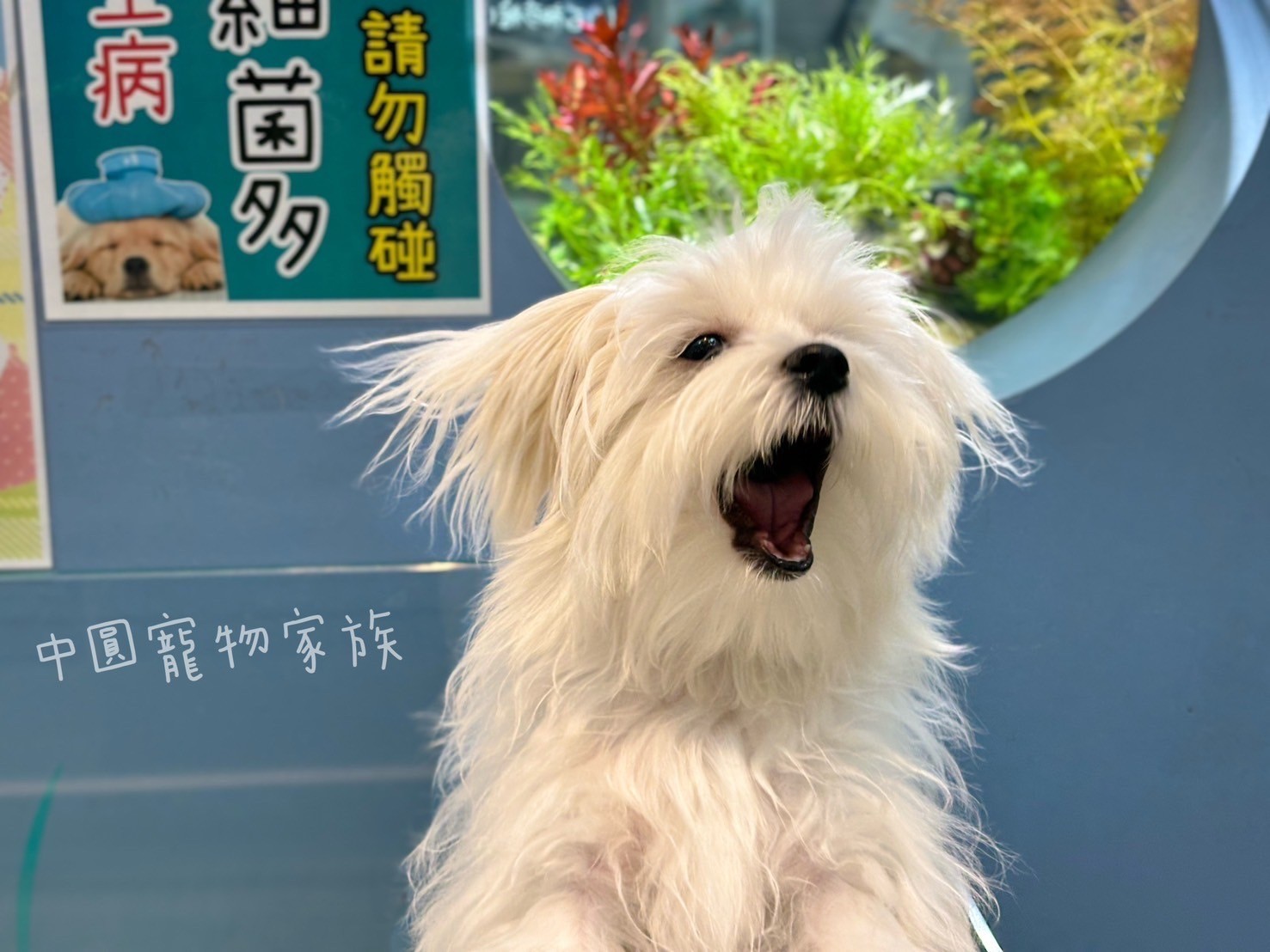 中圓寵物家族／瑪爾濟斯