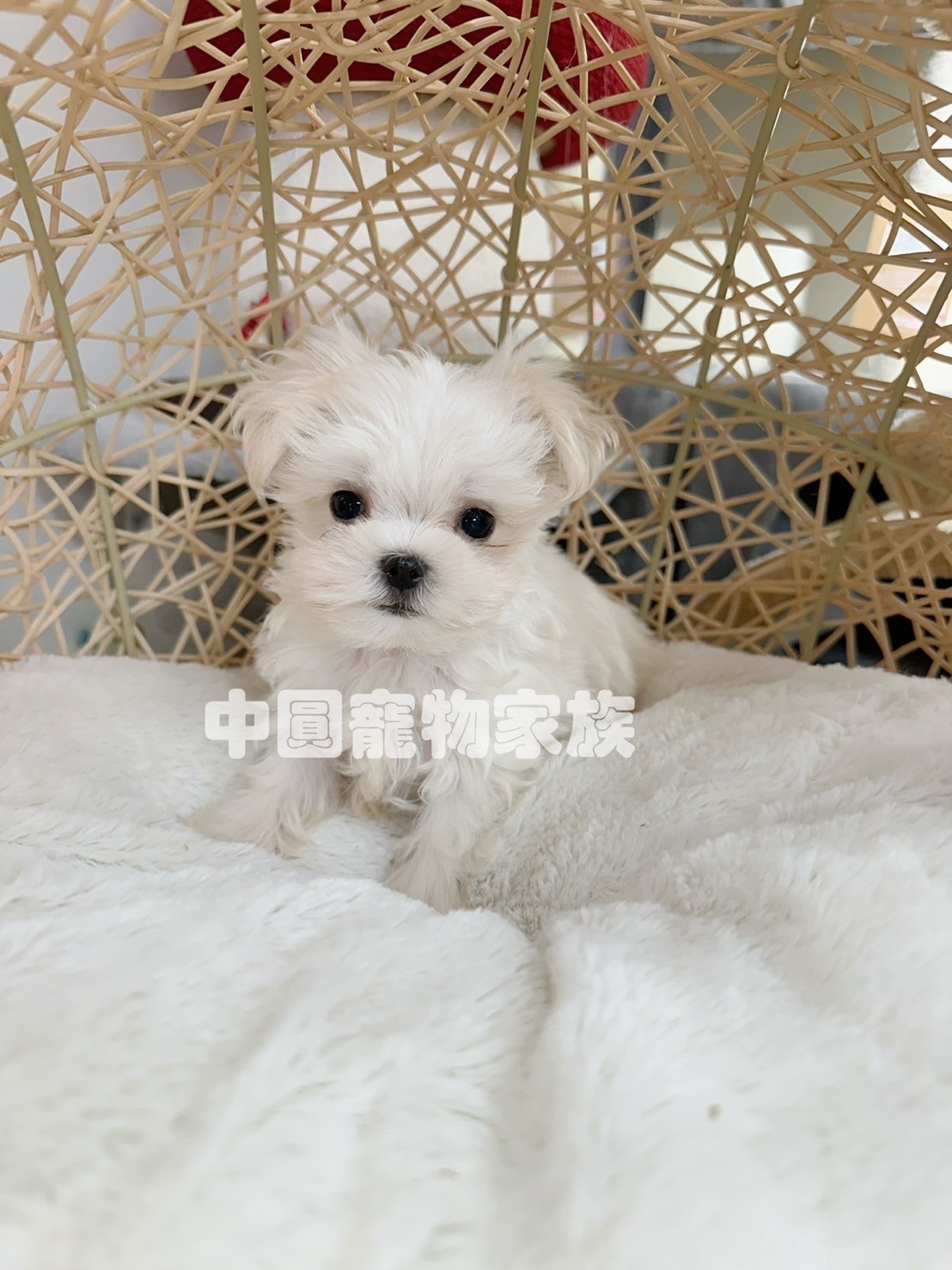 中圓寵物家族／瑪爾濟斯