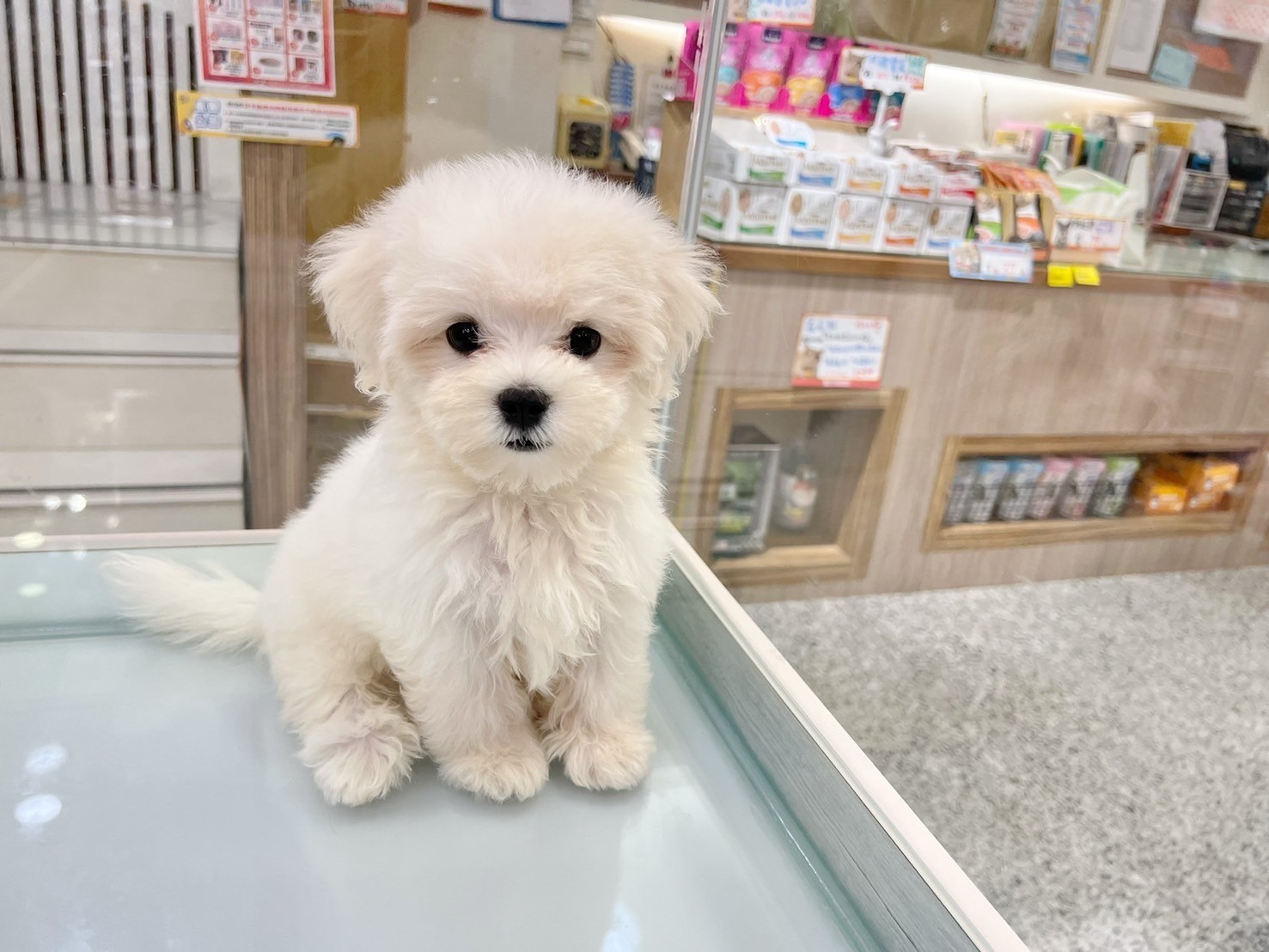 中圓寵物家族／瑪爾濟斯