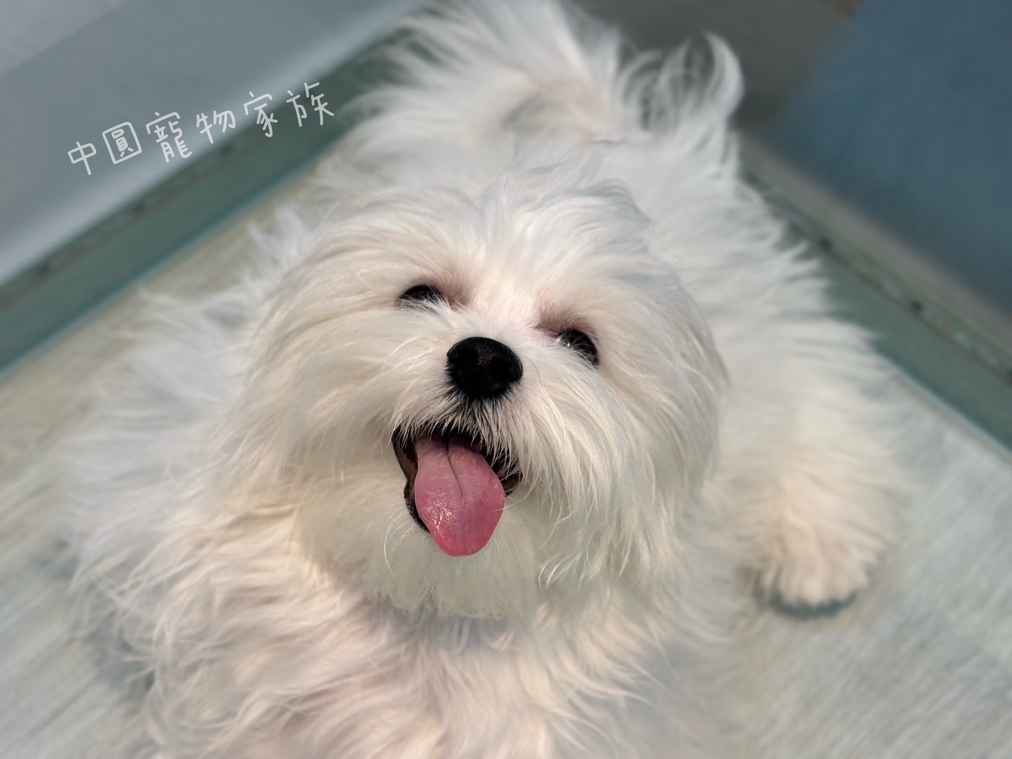 中圓寵物家族／瑪爾濟斯