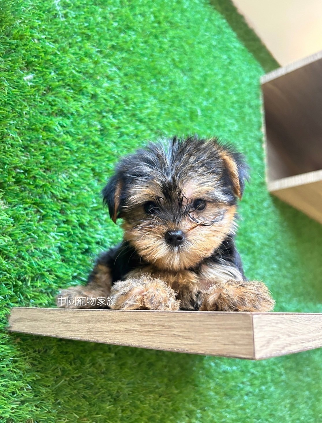 中圓寵物家族／黑金約克夏