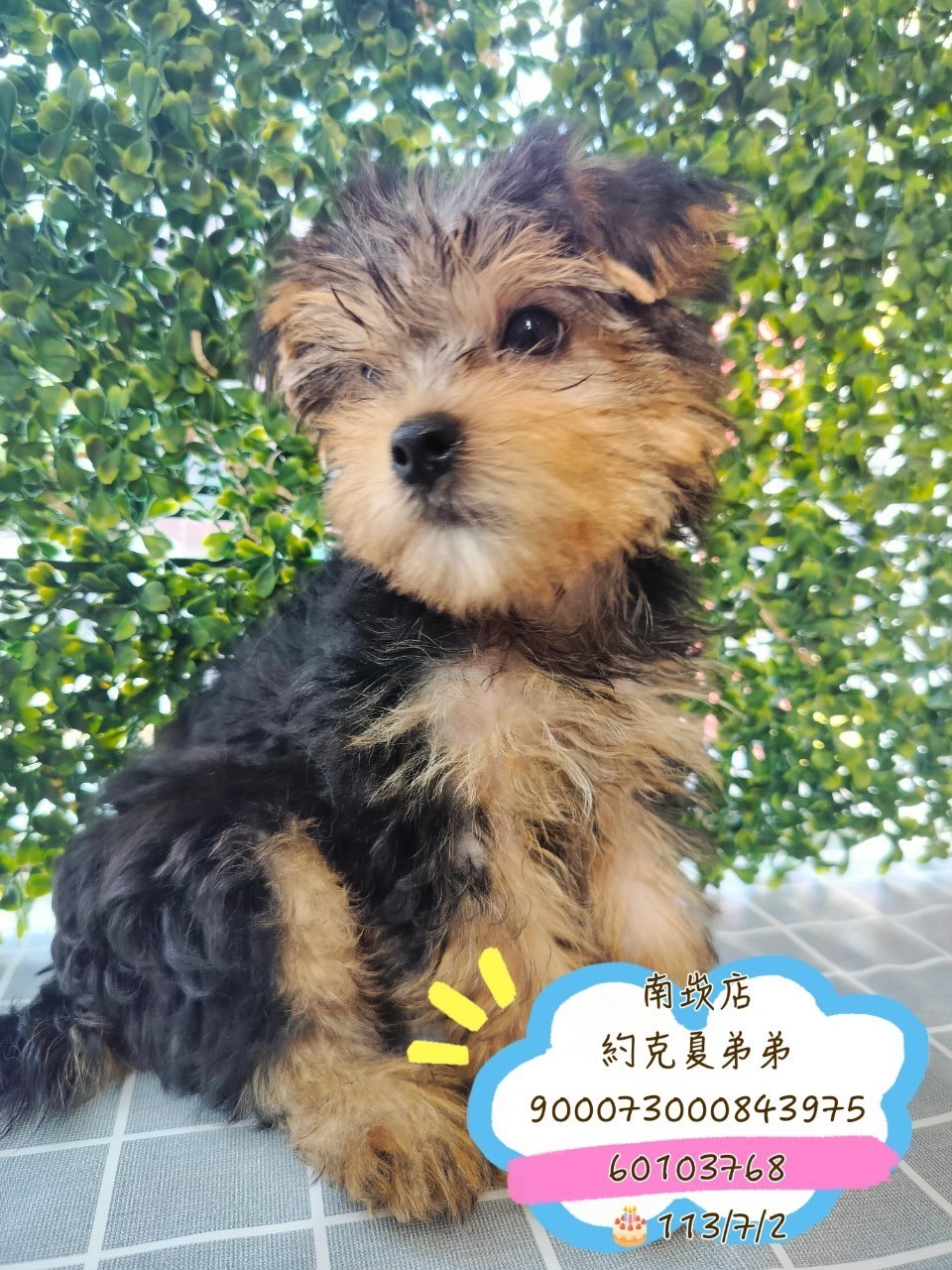 中圓寵物家族／約克夏