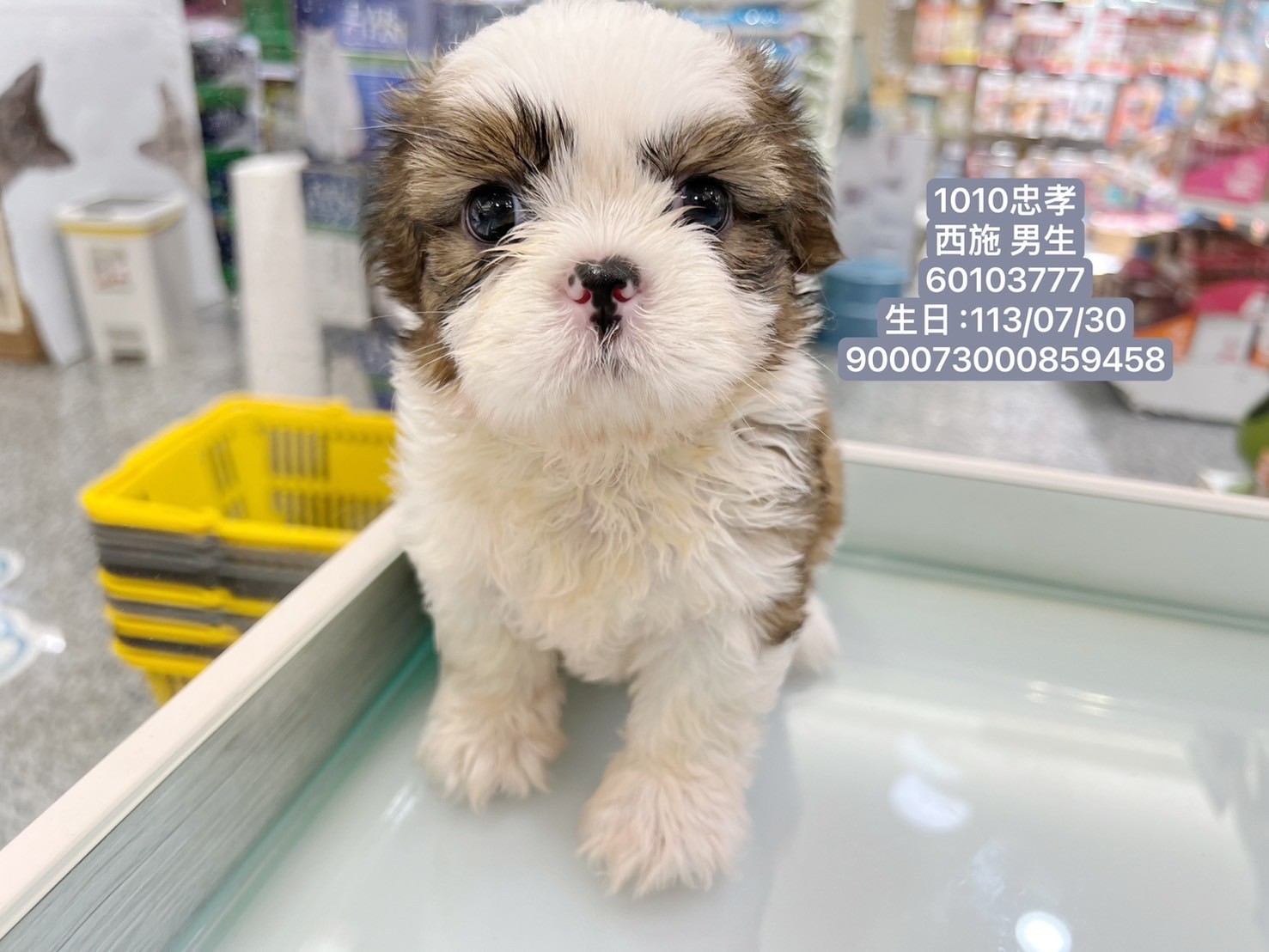 中圓寵物家族／西施