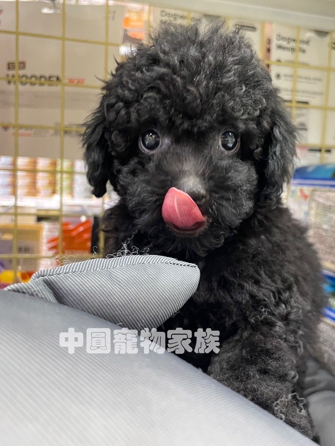 中圓寵物家族／黑色貴賓犬