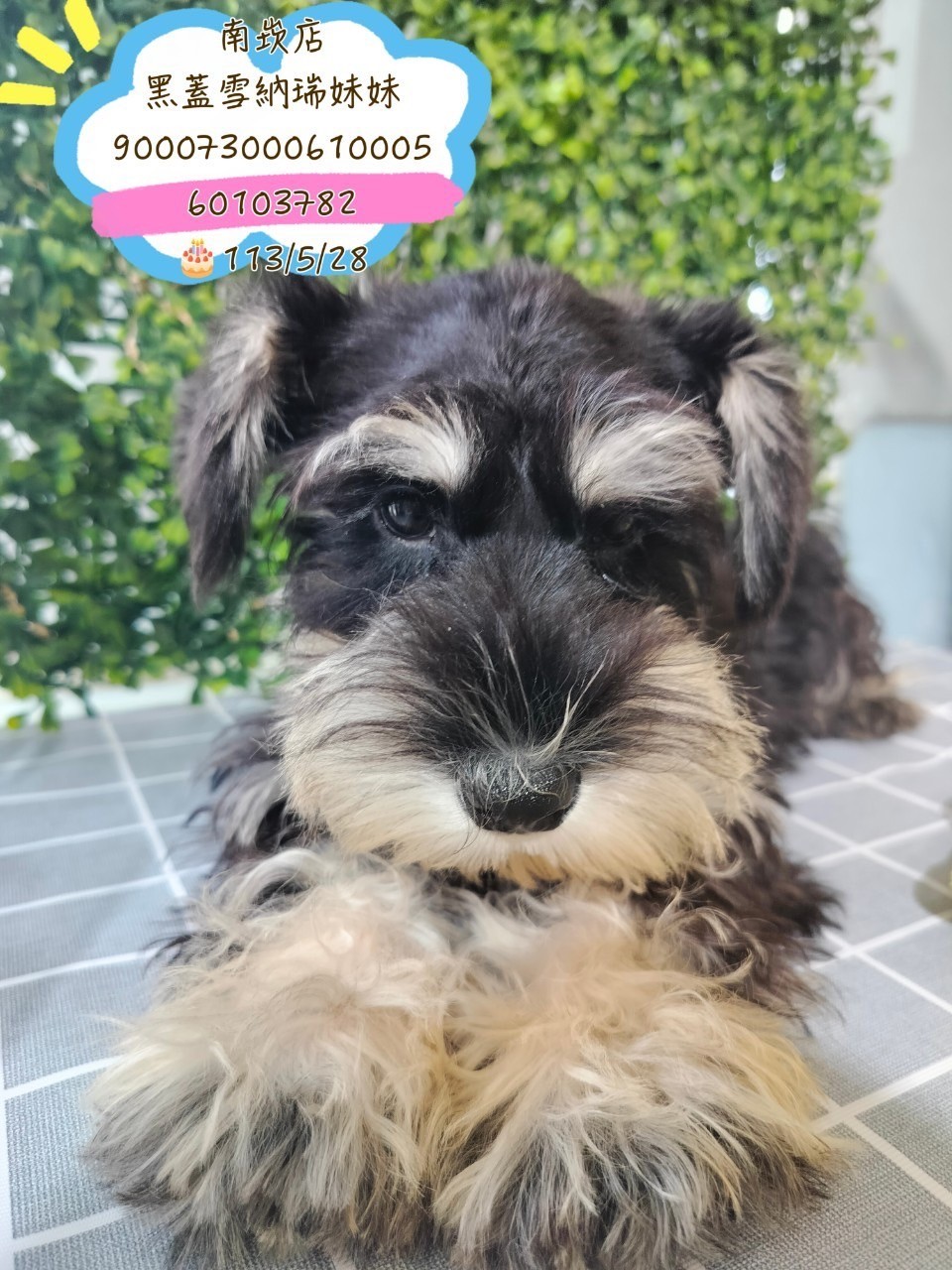 中圓寵物家族／黑蓋雪納瑞