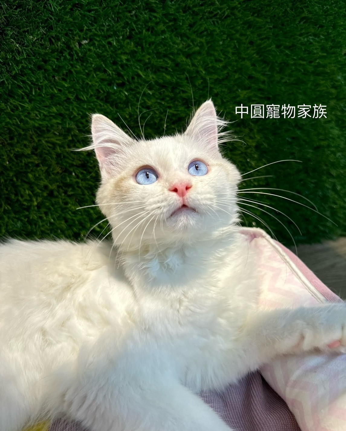 中圓寵物家族／雙色布偶貓