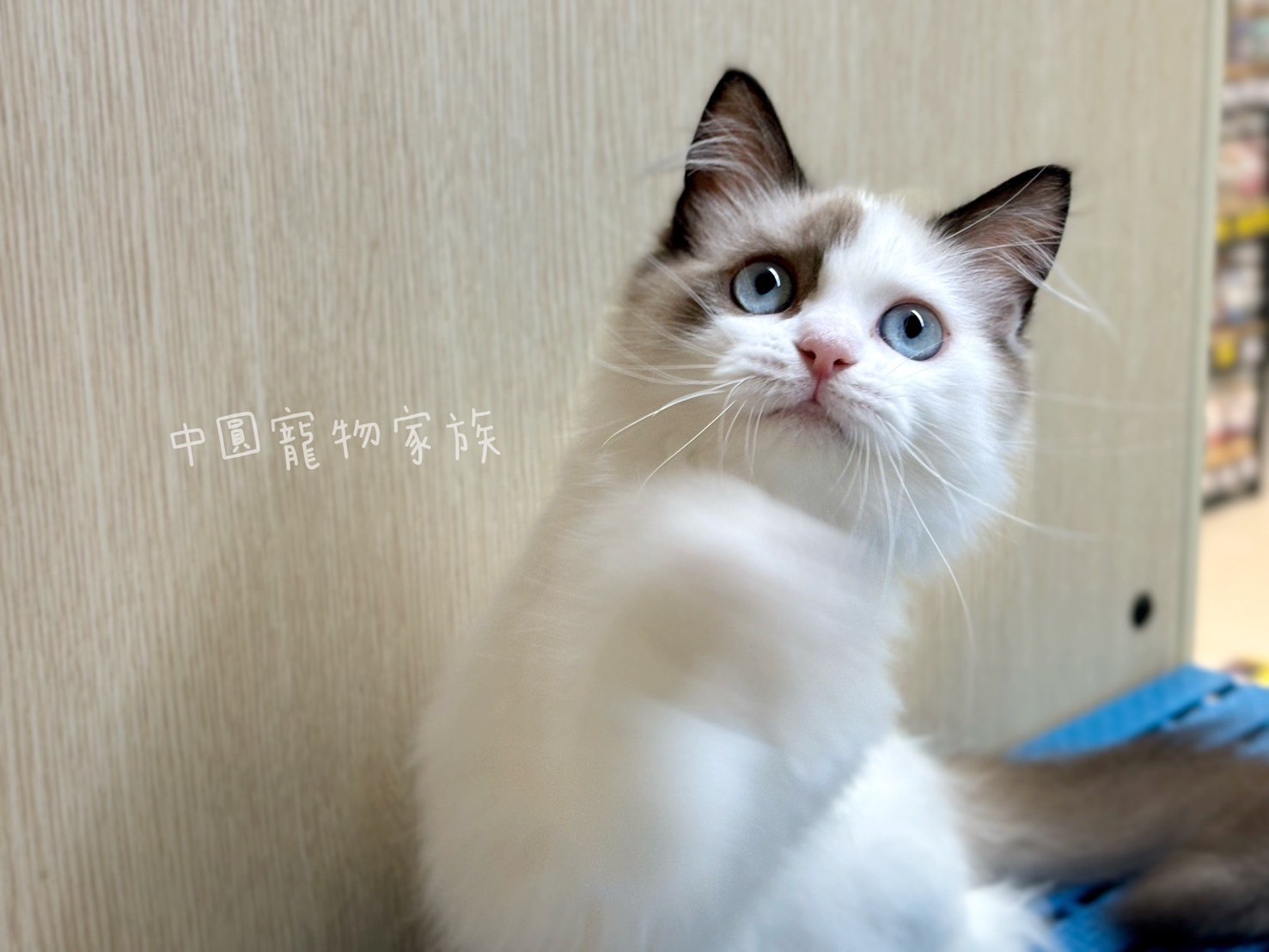 中圓寵物家族／雙色布偶貓
