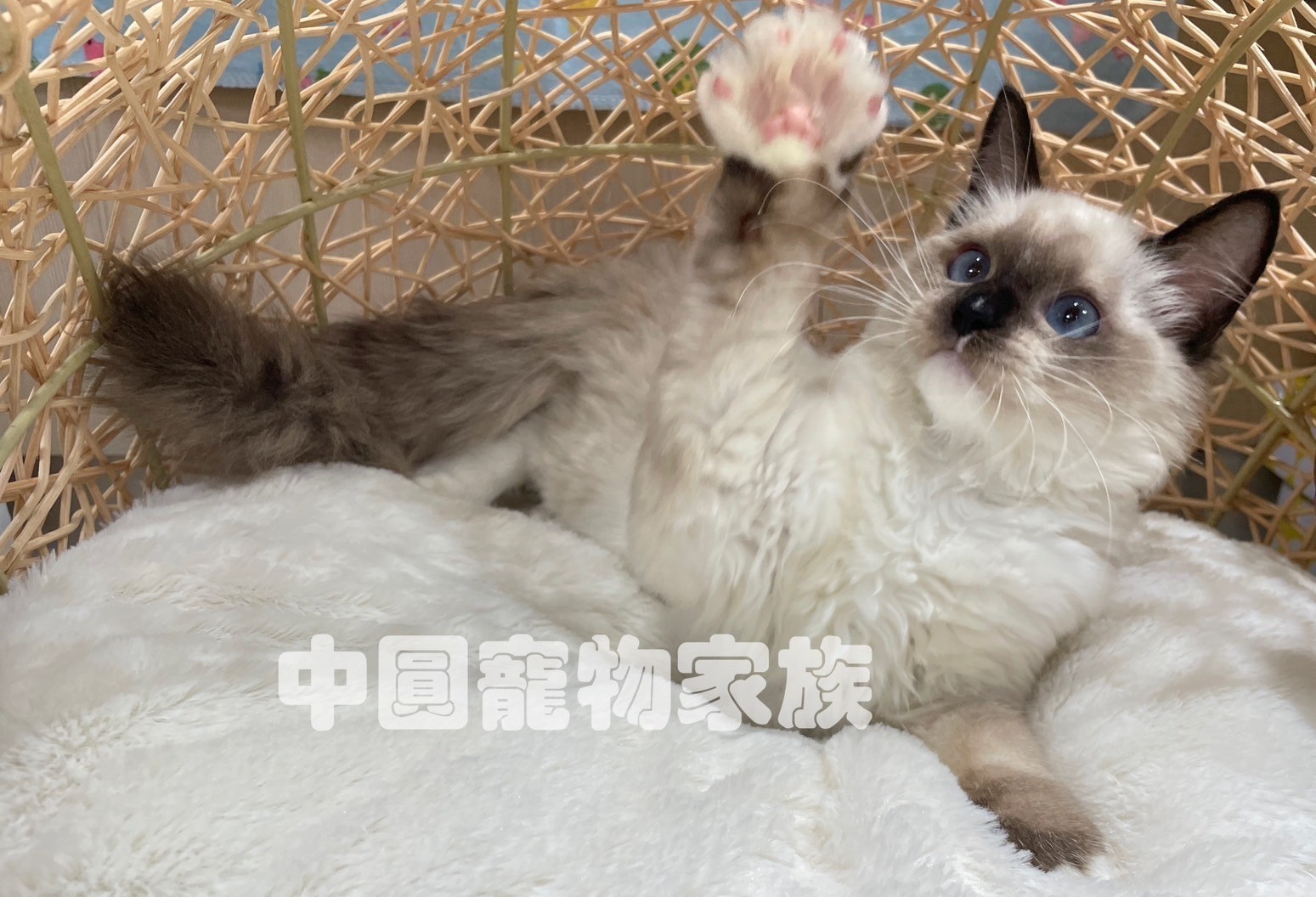 中圓寵物家族／重點色布偶貓