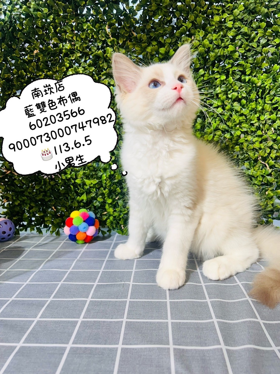 中圓寵物家族／藍雙色布偶貓