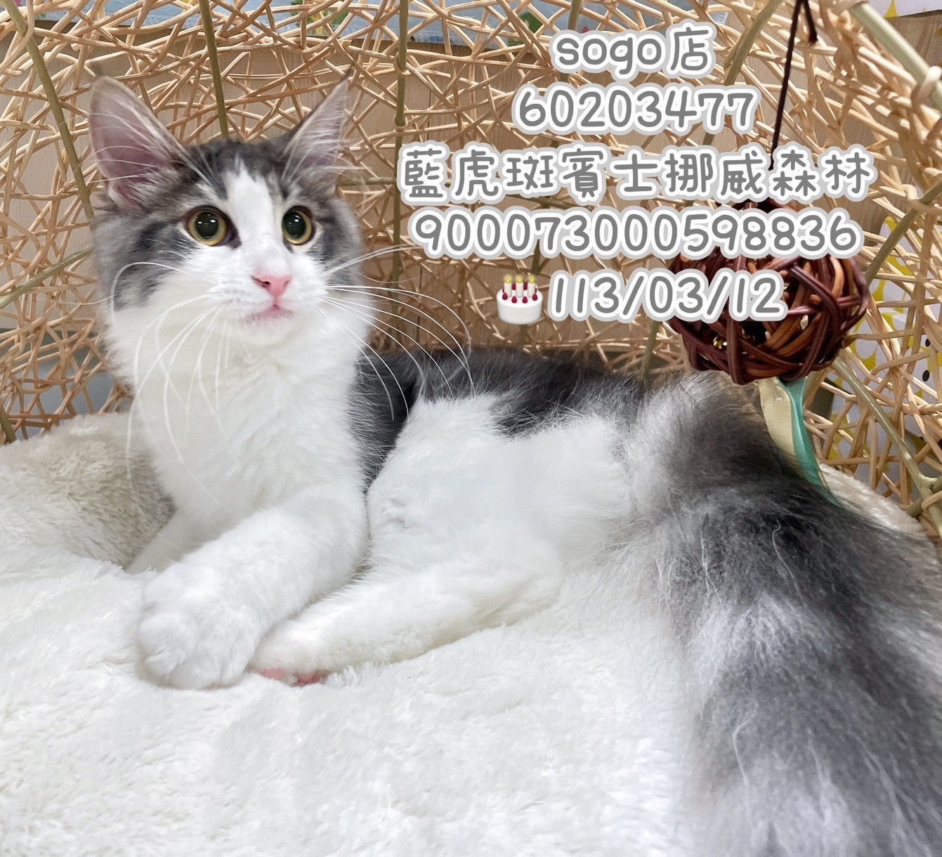 中圓寵物家族／藍虎斑賓士挪威森林貓