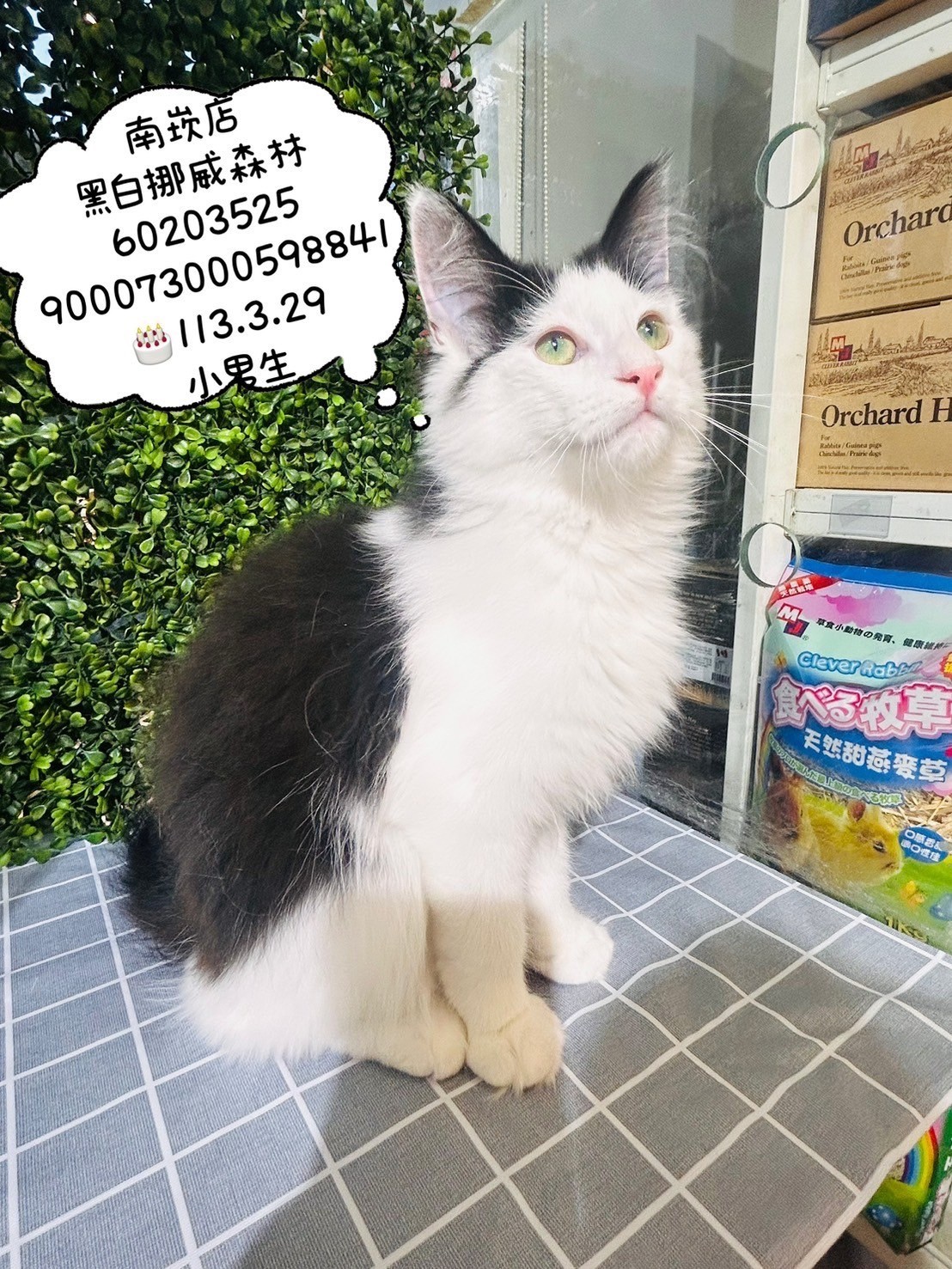中圓寵物家族／黑白色挪威森林貓