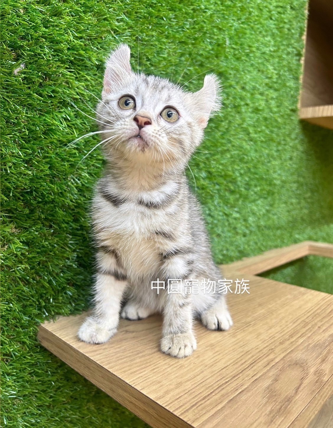 中圓寵物家族／美國捲耳貓