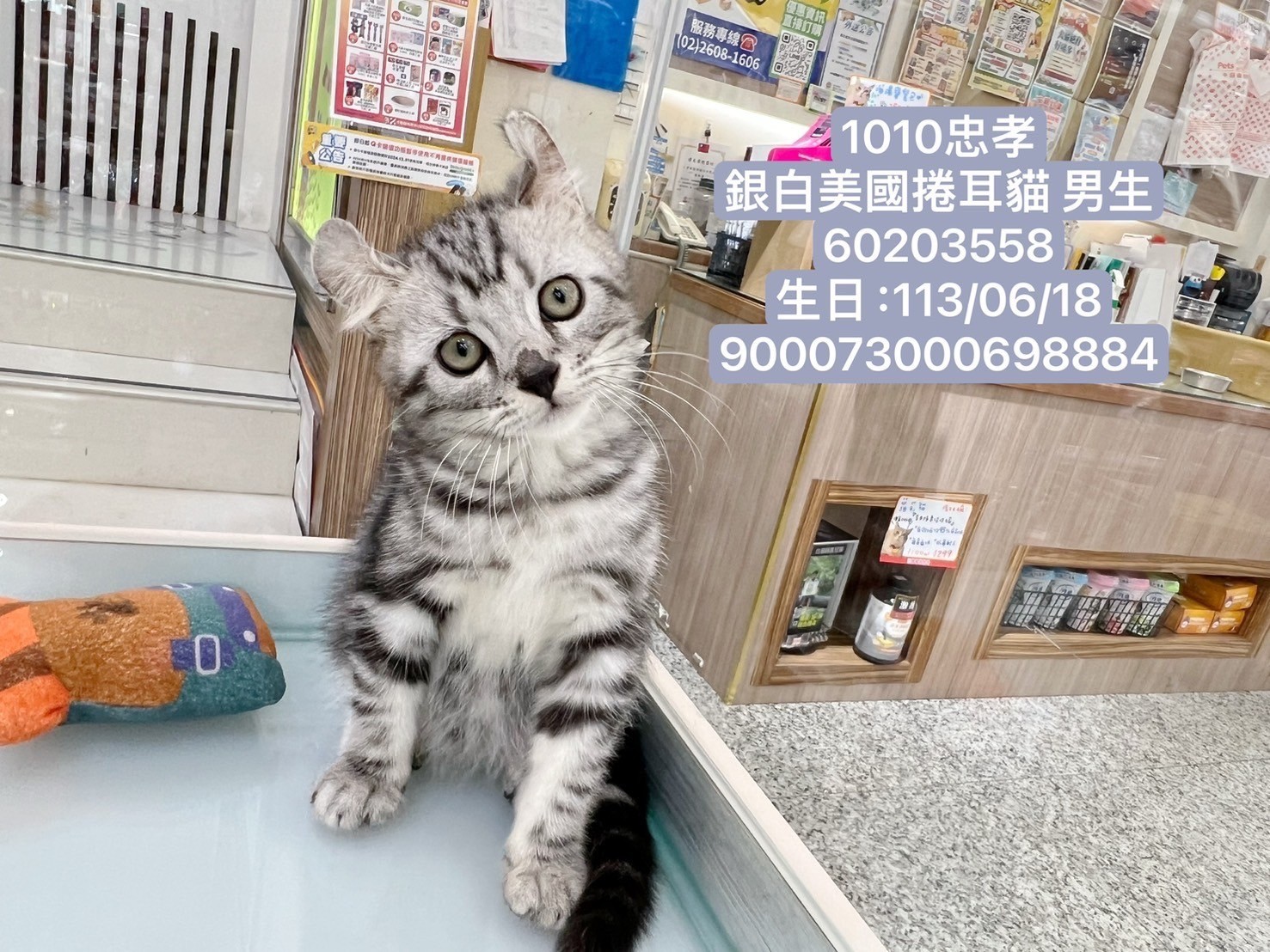 中圓寵物家族／美國捲耳貓