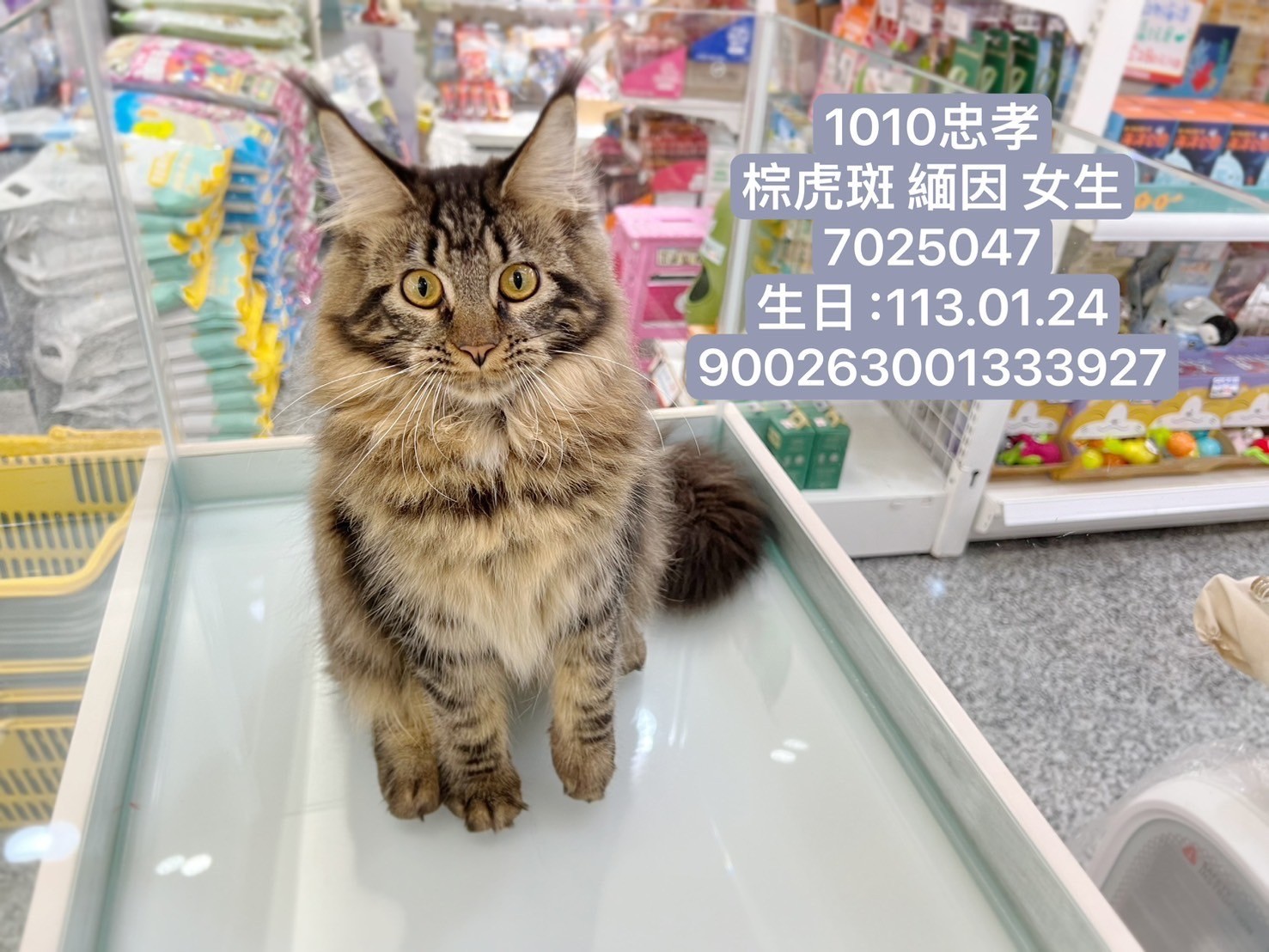 中圓寵物家族／棕虎斑緬因貓