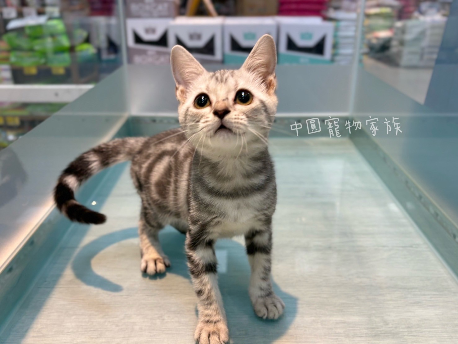 中圓寵物家族／銀白色美國短毛貓