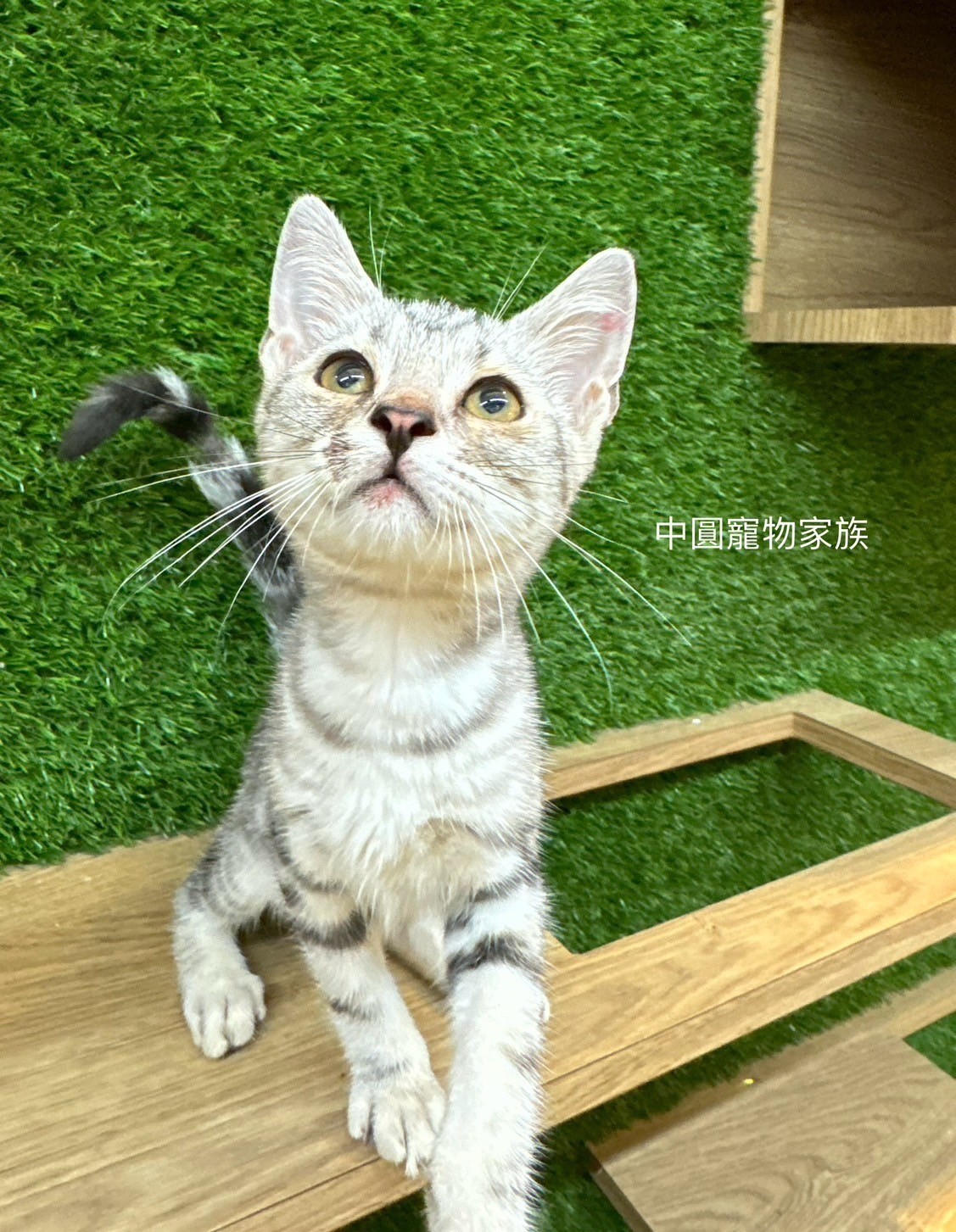 中圓寵物家族／銀白色美國短毛貓