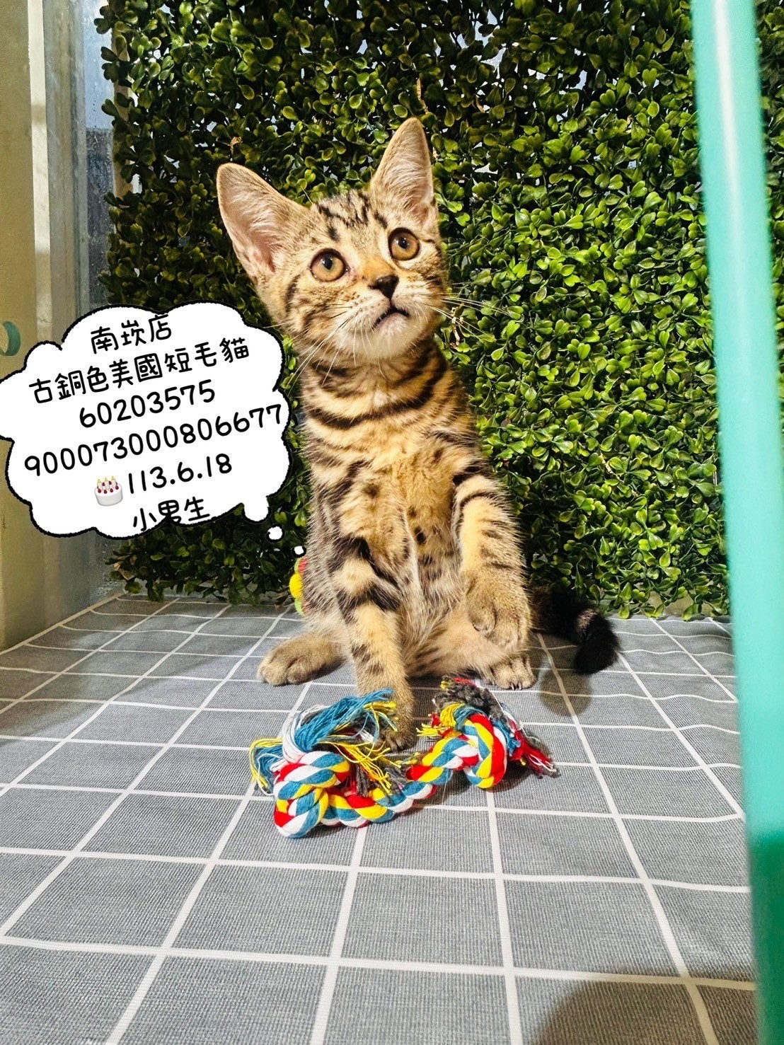 中圓寵物家族／古銅色美國短毛貓