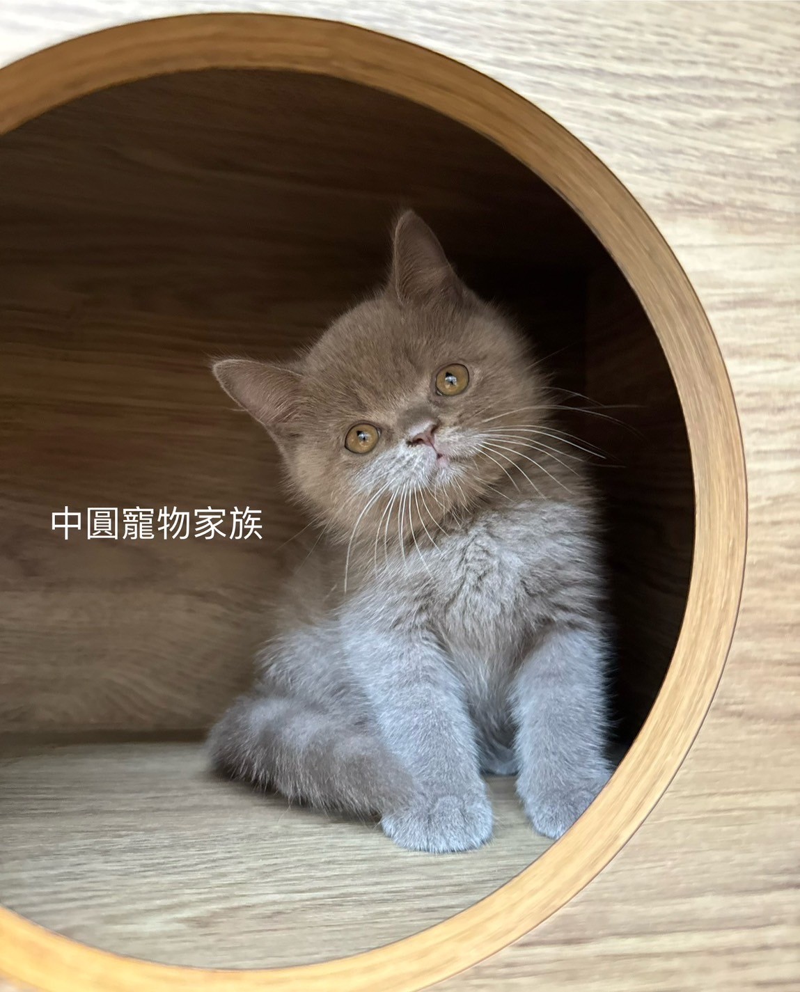 中圓寵物家族／紫丁香英國短毛貓