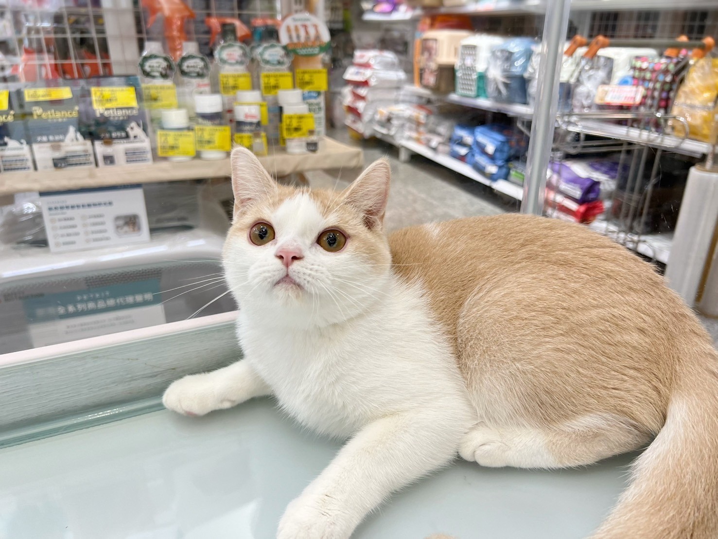 中圓寵物家族／奶油白英國短毛貓