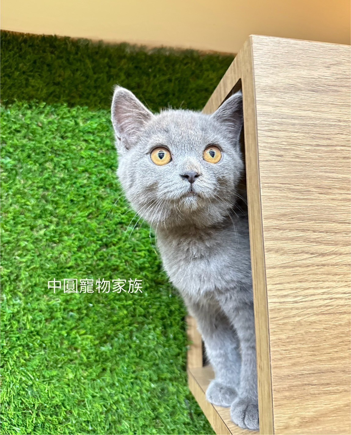 中圓寵物家族／藍色英國短毛貓