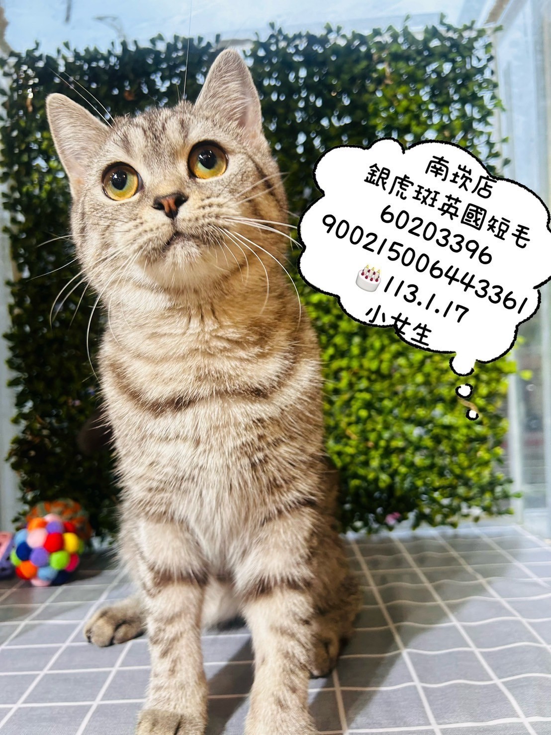 中圓寵物家族／銀虎斑英國短毛貓