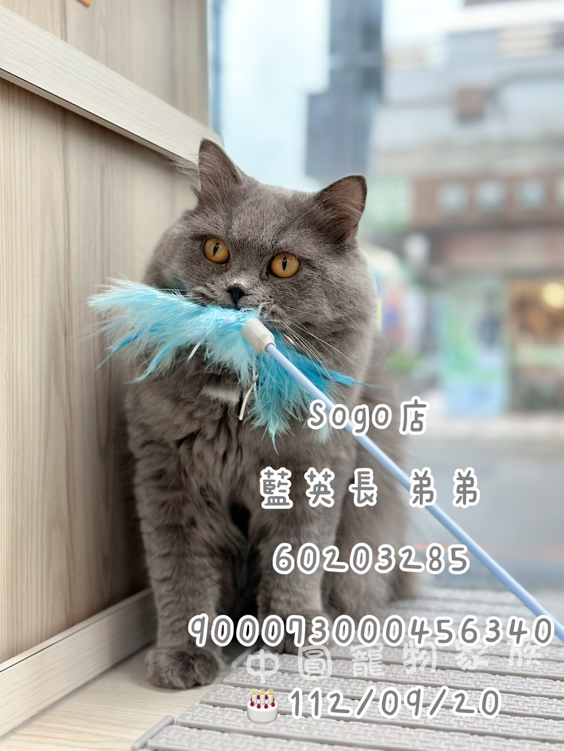 中圓寵物家族／藍色英國長毛貓