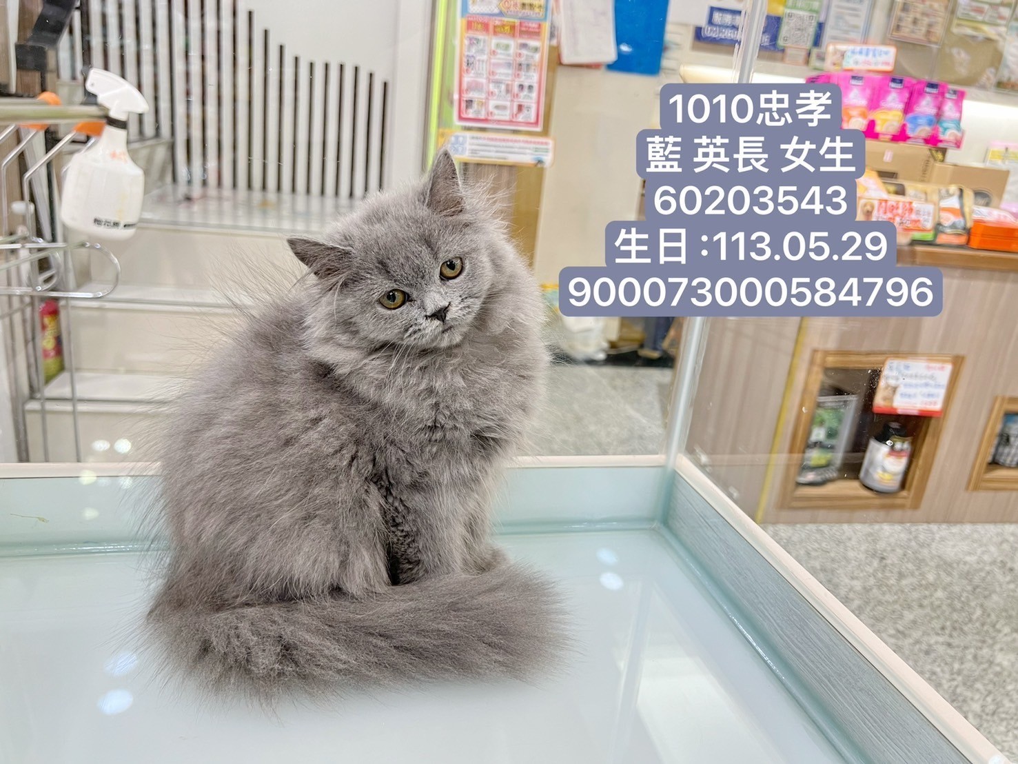 中圓寵物家族／藍色英國長毛貓