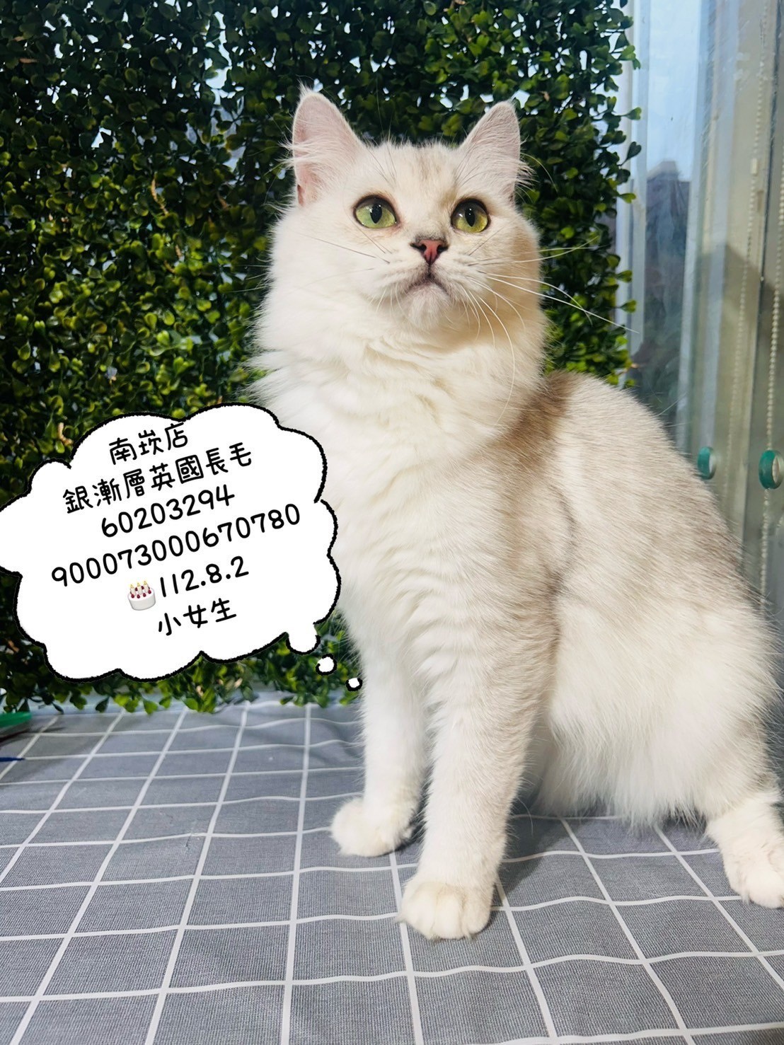 中圓寵物家族／銀漸層英國長毛貓