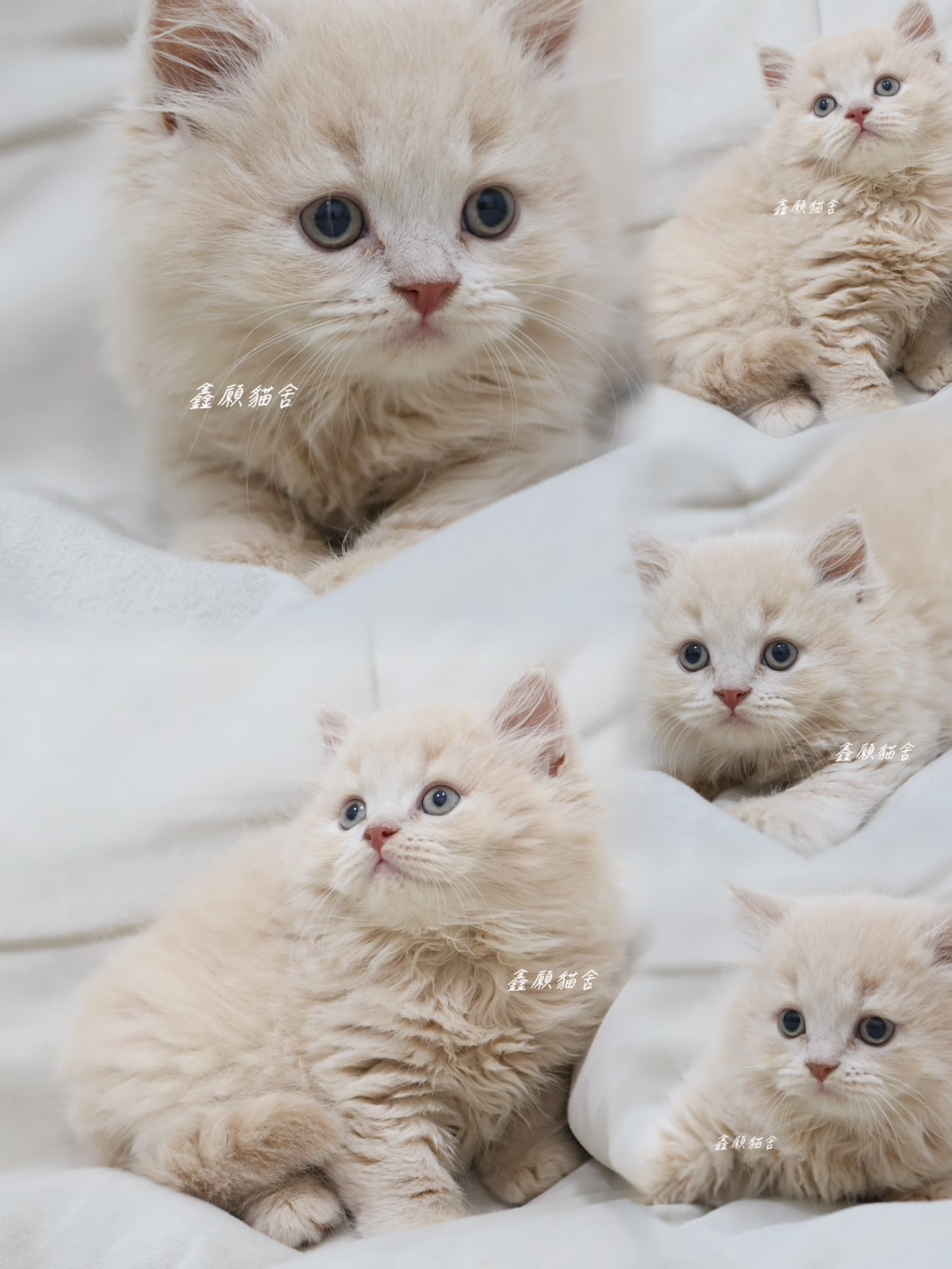 鑫願貓舍／奶油色英國長毛貓