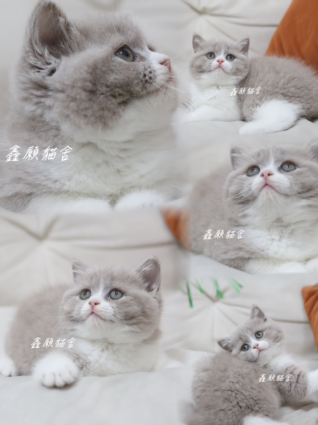 鑫願貓舍／紫丁香賓士英國短毛貓