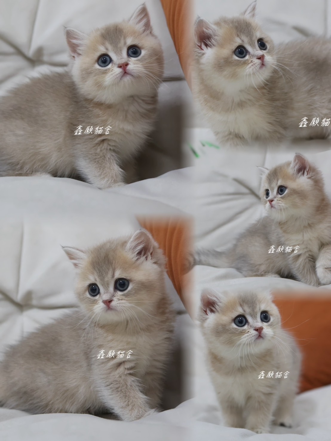 鑫願貓舍／焦糖藍金英國短毛貓