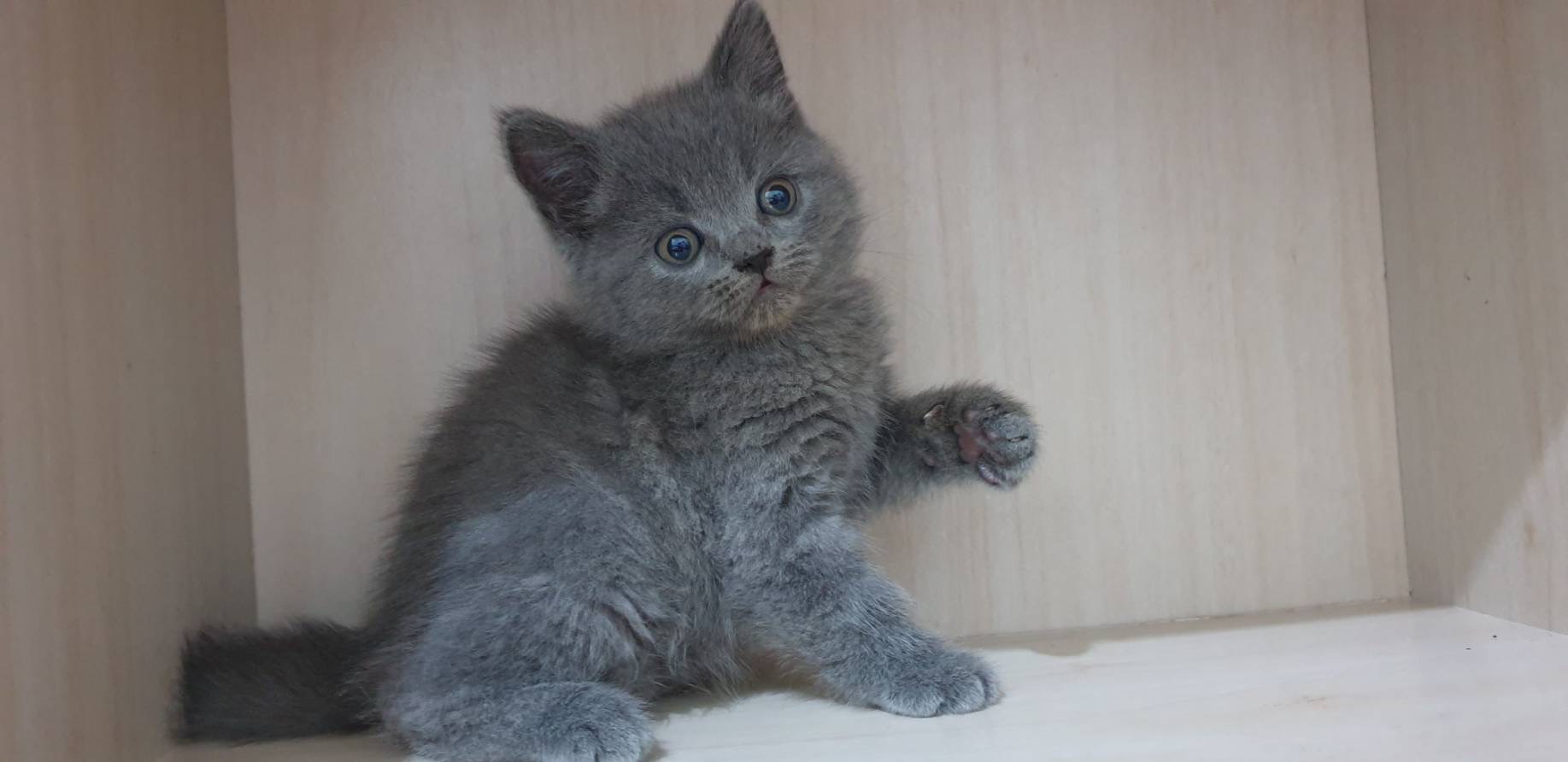 布魯斯貓舍／藍色英國短毛貓