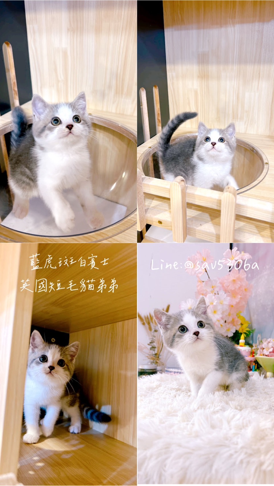 星光貓舍／藍虎斑白賓士英國短毛貓