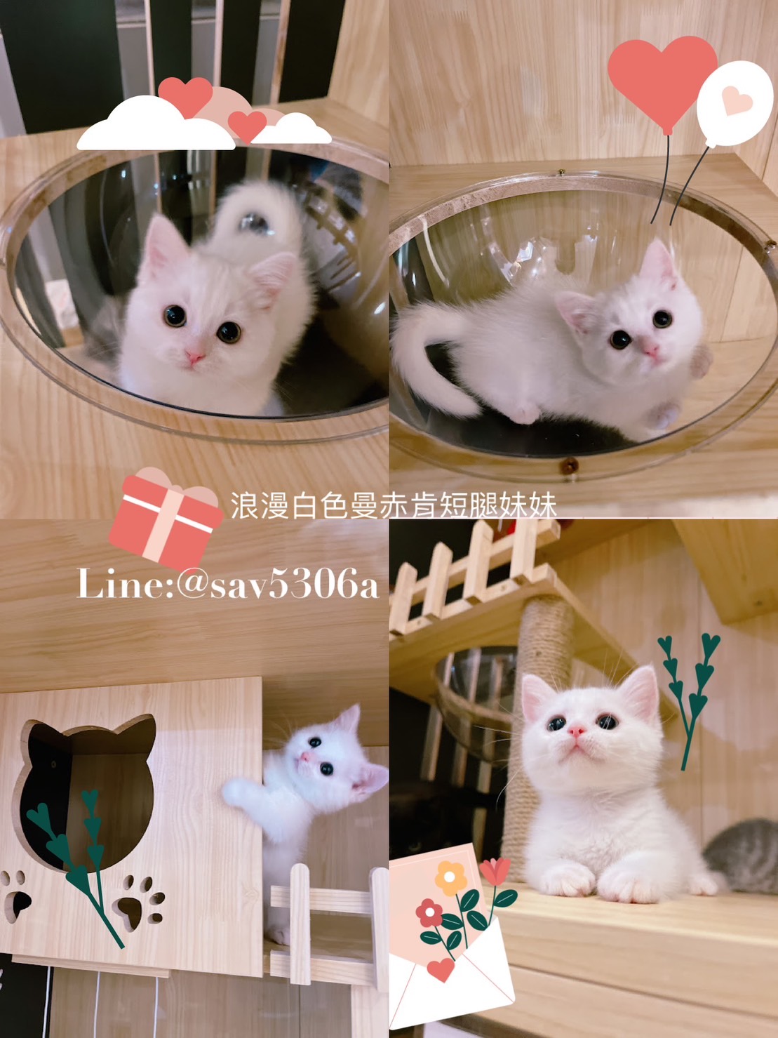 星光貓舍／白色曼赤肯