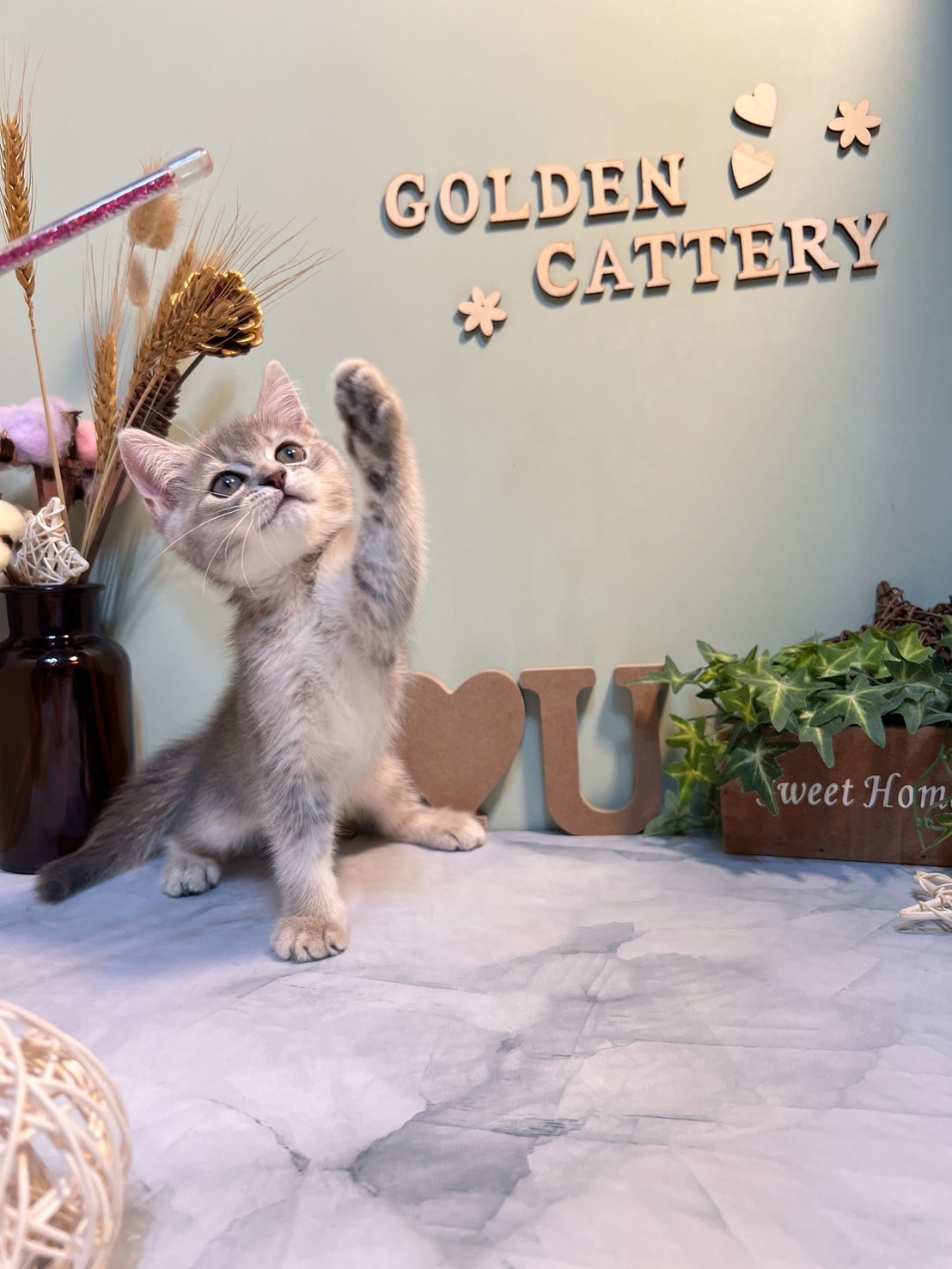 金瑟喵屋／藍金色英國短毛貓