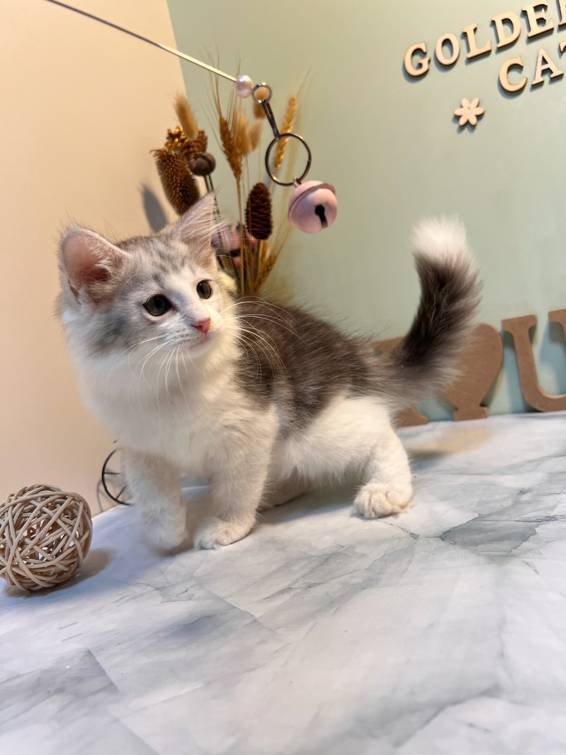 金瑟喵屋／銀白色挪威森林貓