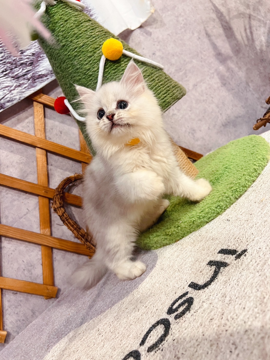金瑟喵屋／銀白色金吉拉