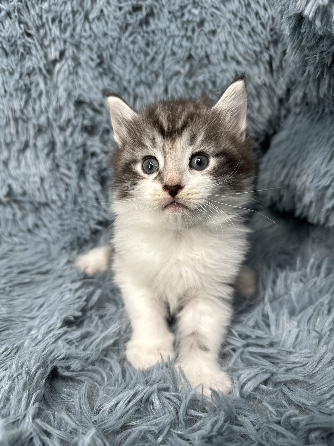 小莎貓屋／挪威森林貓