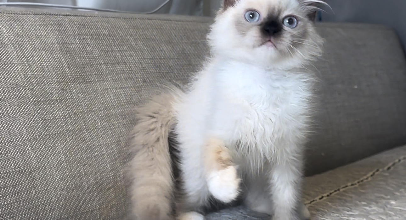 尊爵名皇／重點色布偶貓