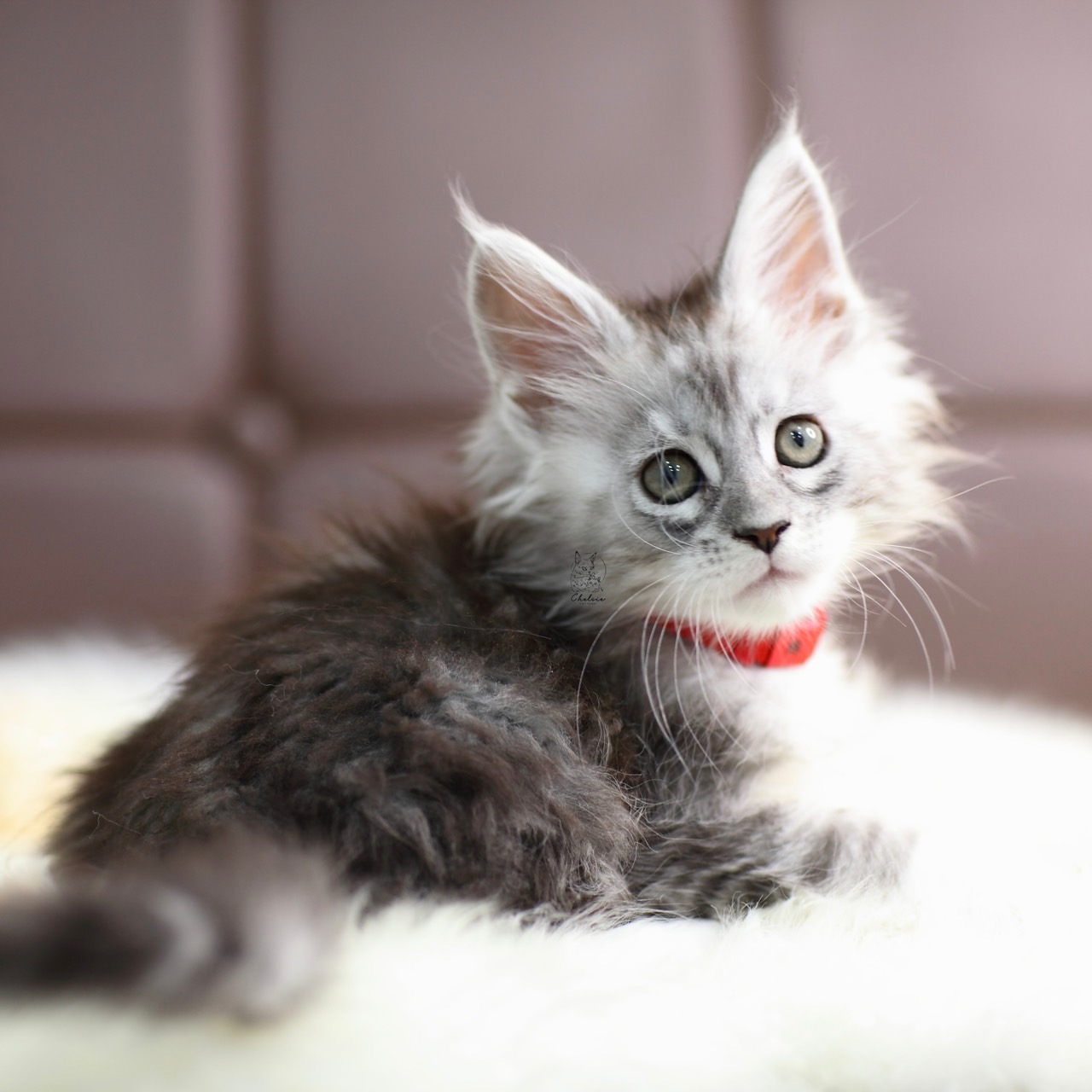 雀而喜貓舍／銀虎斑緬因貓