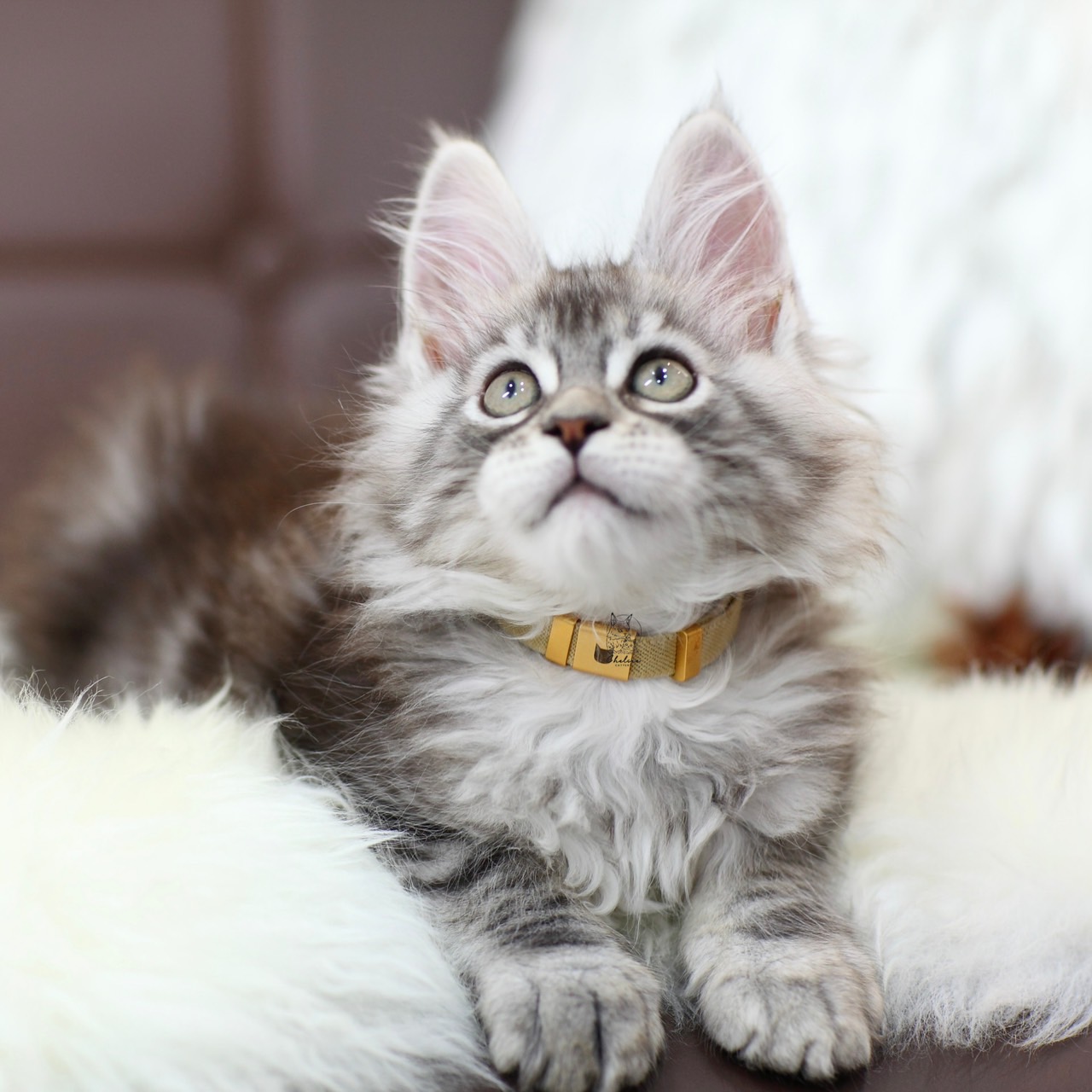 雀而喜貓舍／銀虎斑緬因貓