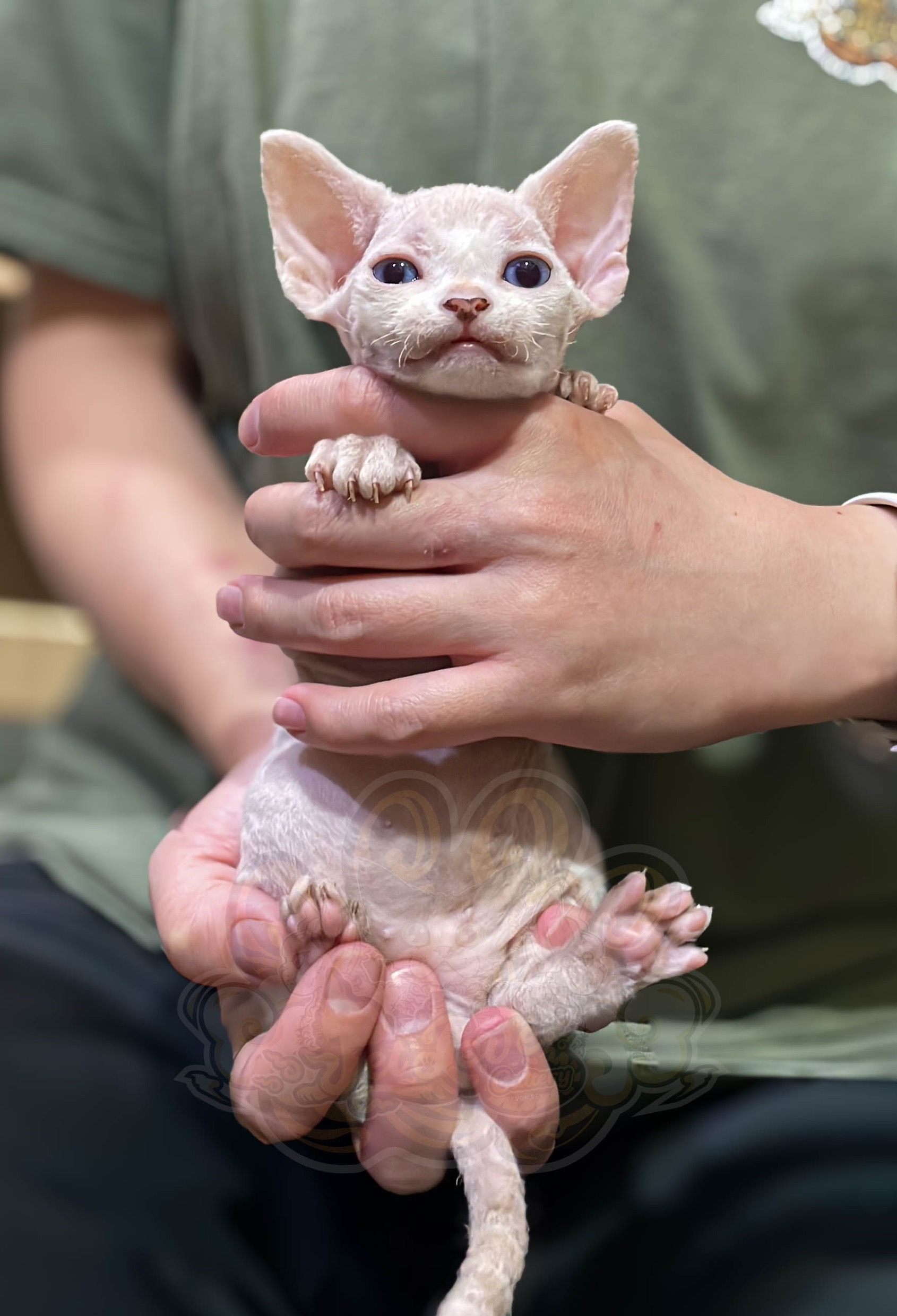 寵愛貓舍／奶油色德文捲毛貓