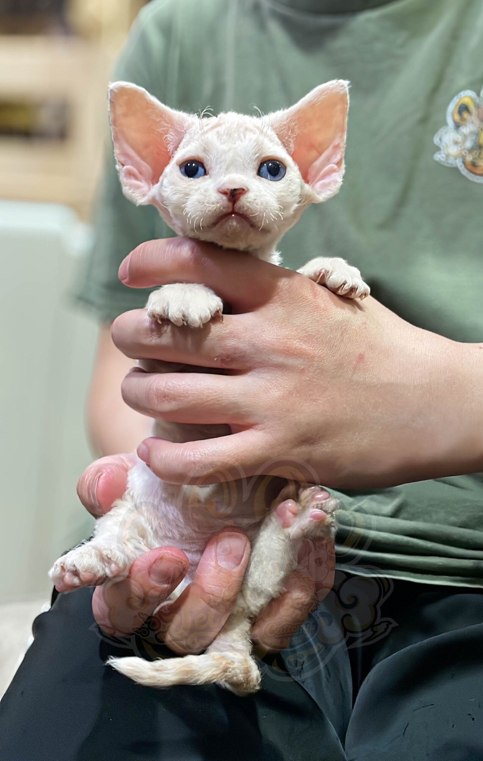 寵愛貓舍／奶油虎斑德文捲毛貓