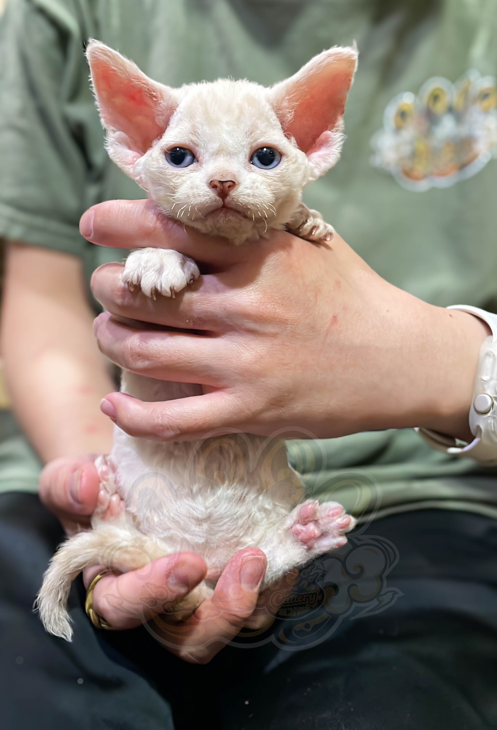 寵愛貓舍／奶油色德文捲毛貓