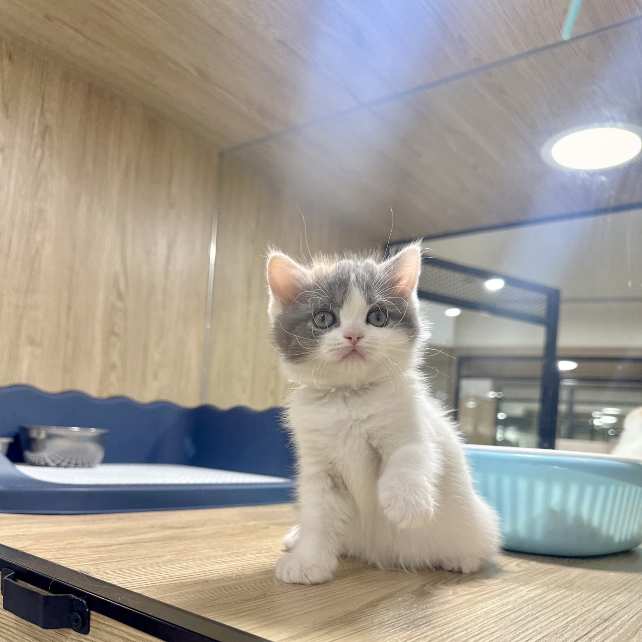 喜得貓社／三花英國短毛貓